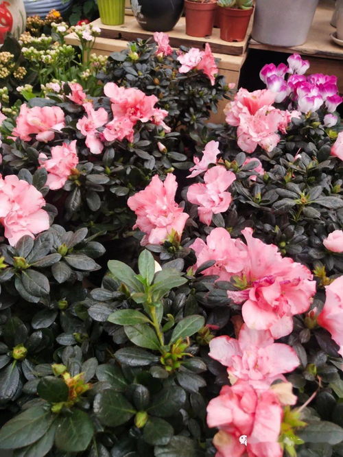 花語與機械交響曲——探訪現(xiàn)代花卉市場的科技魅力